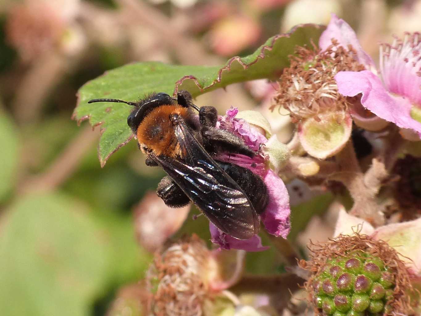 Andrena bicolor? No. Femmina di Andrena thoracica